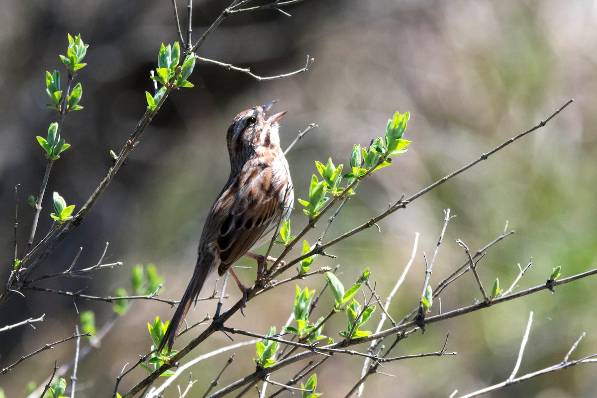 Song Sparrow - ML617849687
