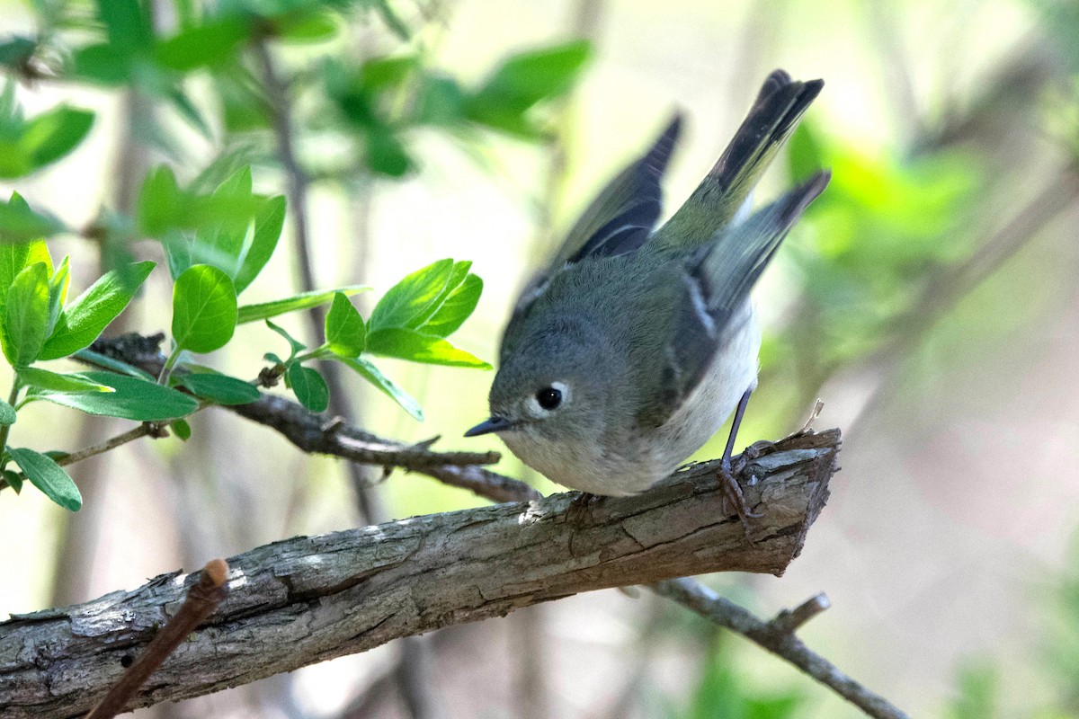 Ruby-crowned/Golden-crowned Kinglet - Jack Bulmer