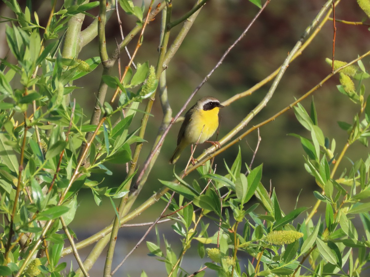 Common Yellowthroat - ML617849709