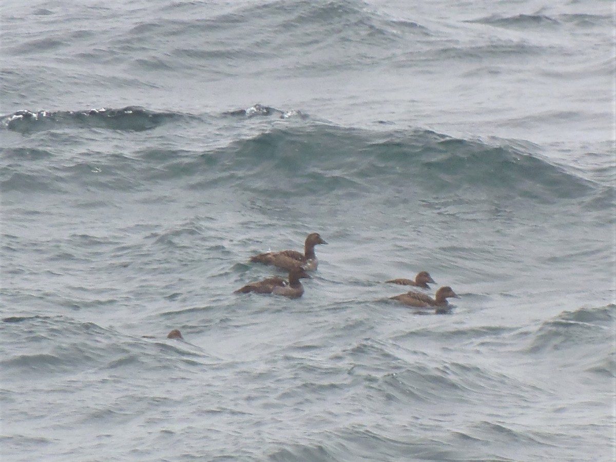 Common Eider - ML61784971