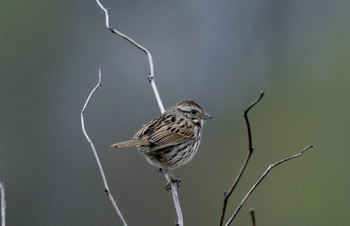 Song Sparrow - Estela Quintero-Weldon