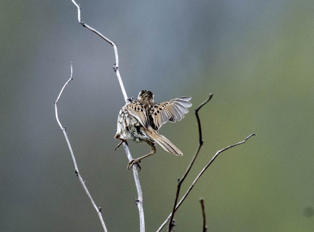 Song Sparrow - ML617849755