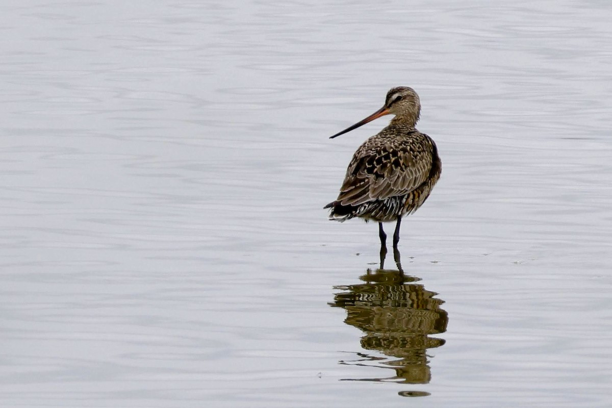 Hudsonian Godwit - ML617849765