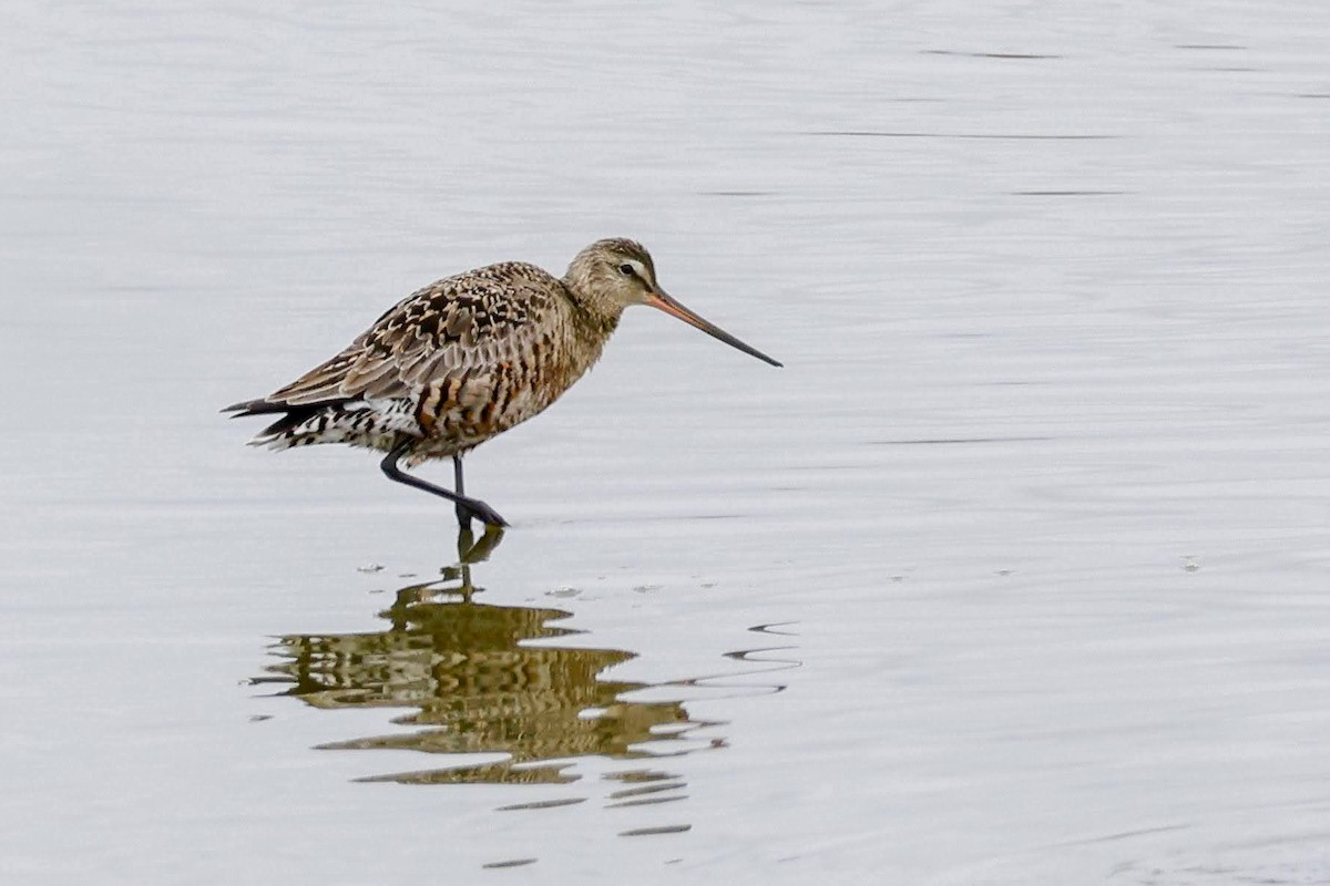 Hudsonian Godwit - ML617849767