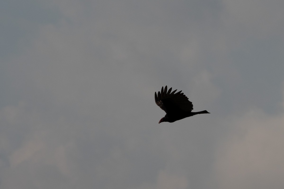 Turkey Vulture - ML617849796