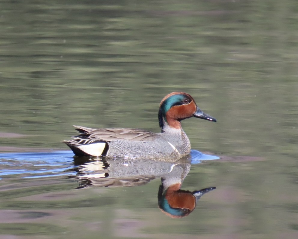 Green-winged Teal - ML617849806