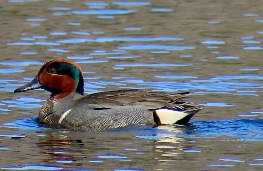 Green-winged Teal - ML617849807