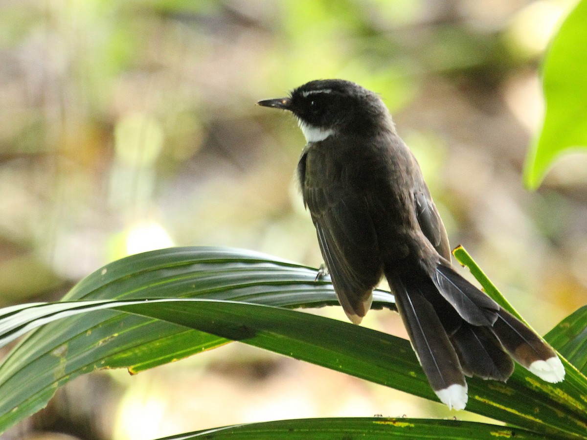 Malaysian Pied-Fantail - ML61784981