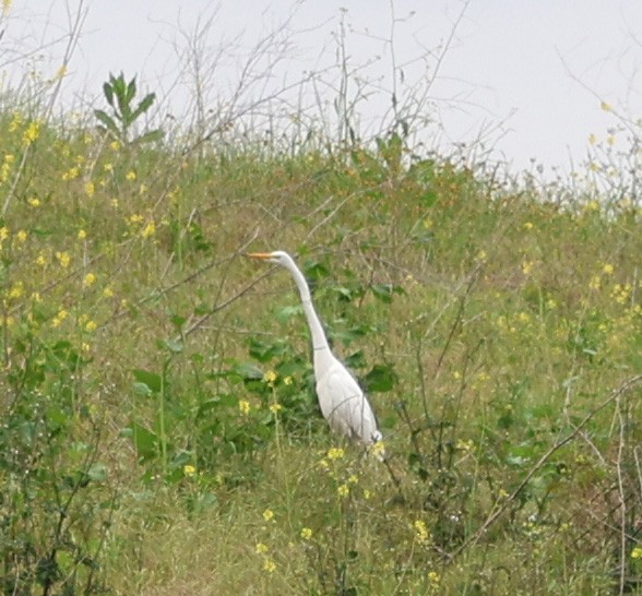 Great Egret - ML617849828