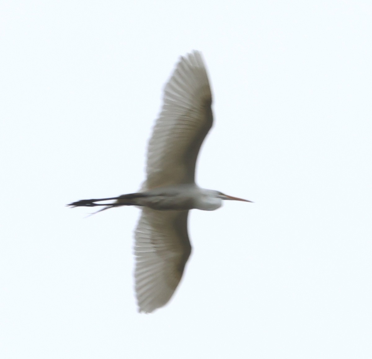 Great Egret - ML617849829