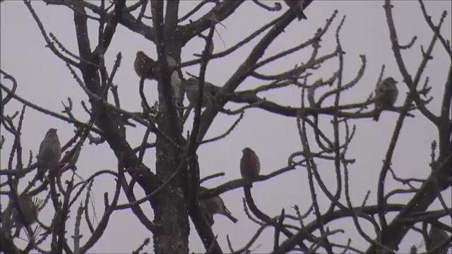 Cassin's Finch - ML617849834