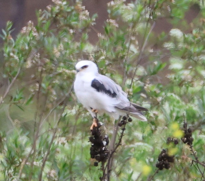 White-tailed Kite - ML617849837