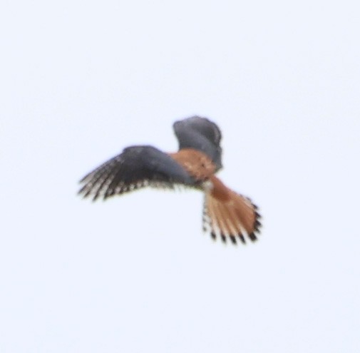 American Kestrel - ML617849849