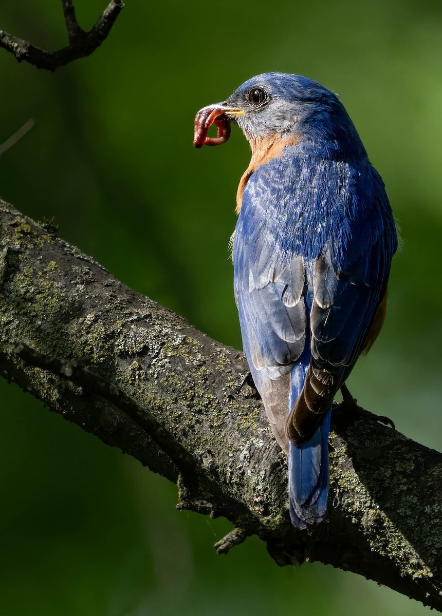 Eastern Bluebird - Howard Cox