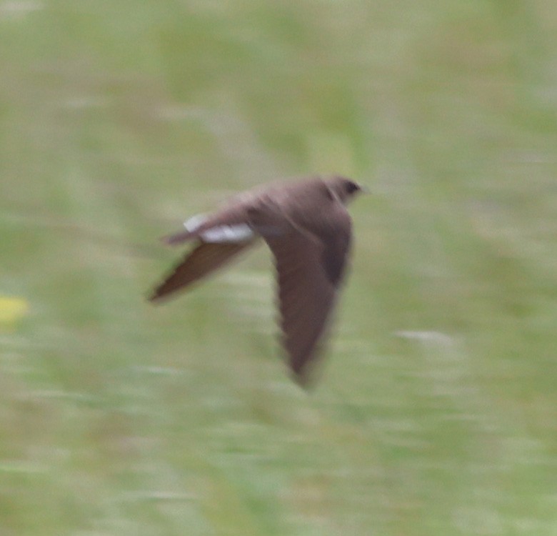 Golondrina Aserrada - ML617849866