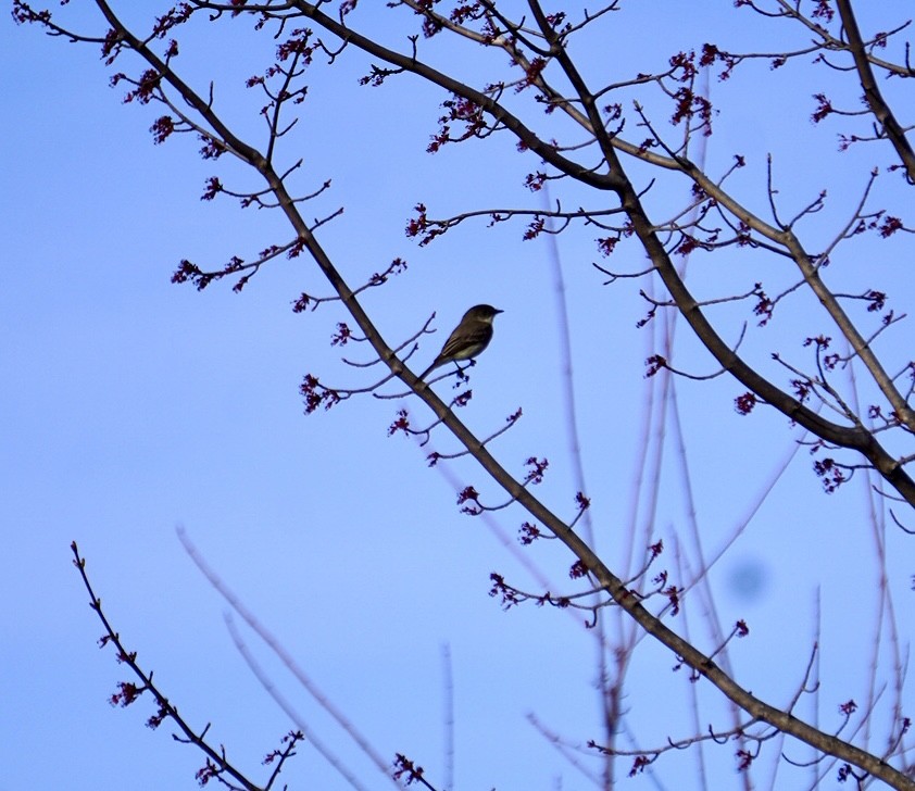 Eastern Phoebe - ML617849879