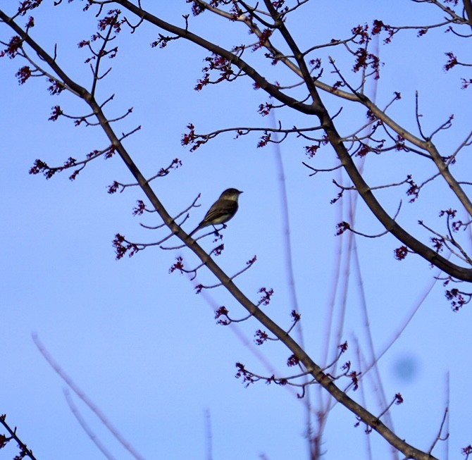 Eastern Phoebe - ML617849880