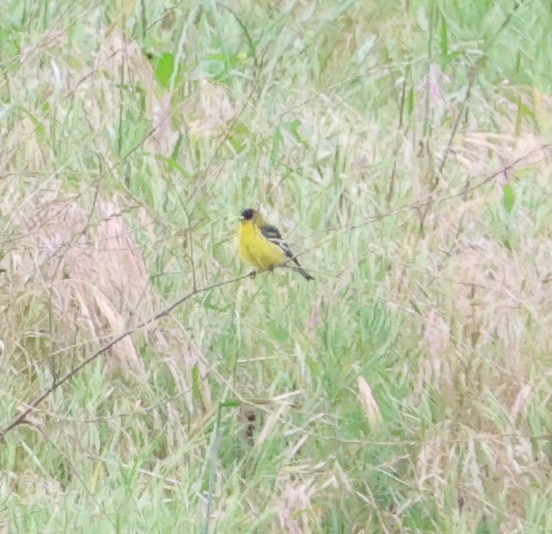 Lesser Goldfinch - ML617849888