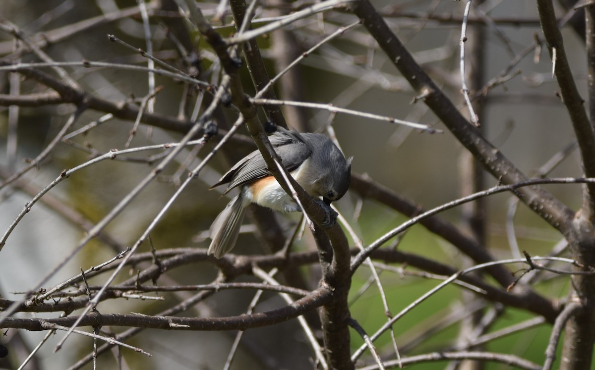 Tufted Titmouse - ML617849967