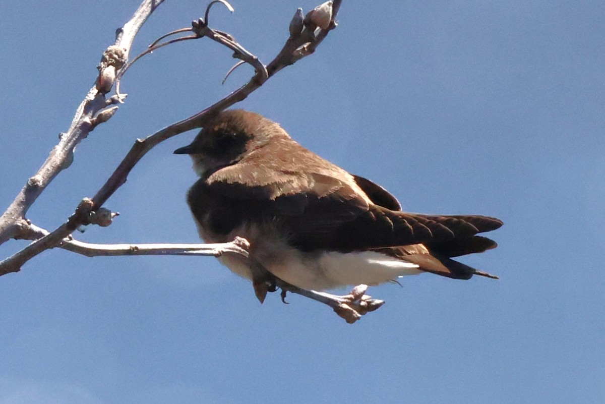 Northern Rough-winged Swallow - ML617849996