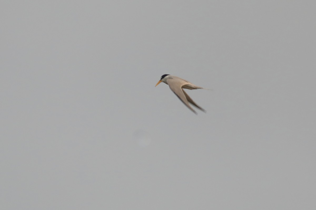 Least Tern - ML617850016