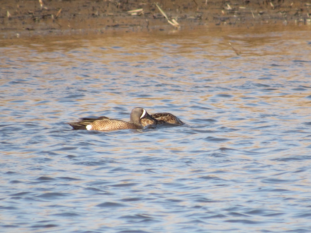 Blue-winged Teal - ML617850019