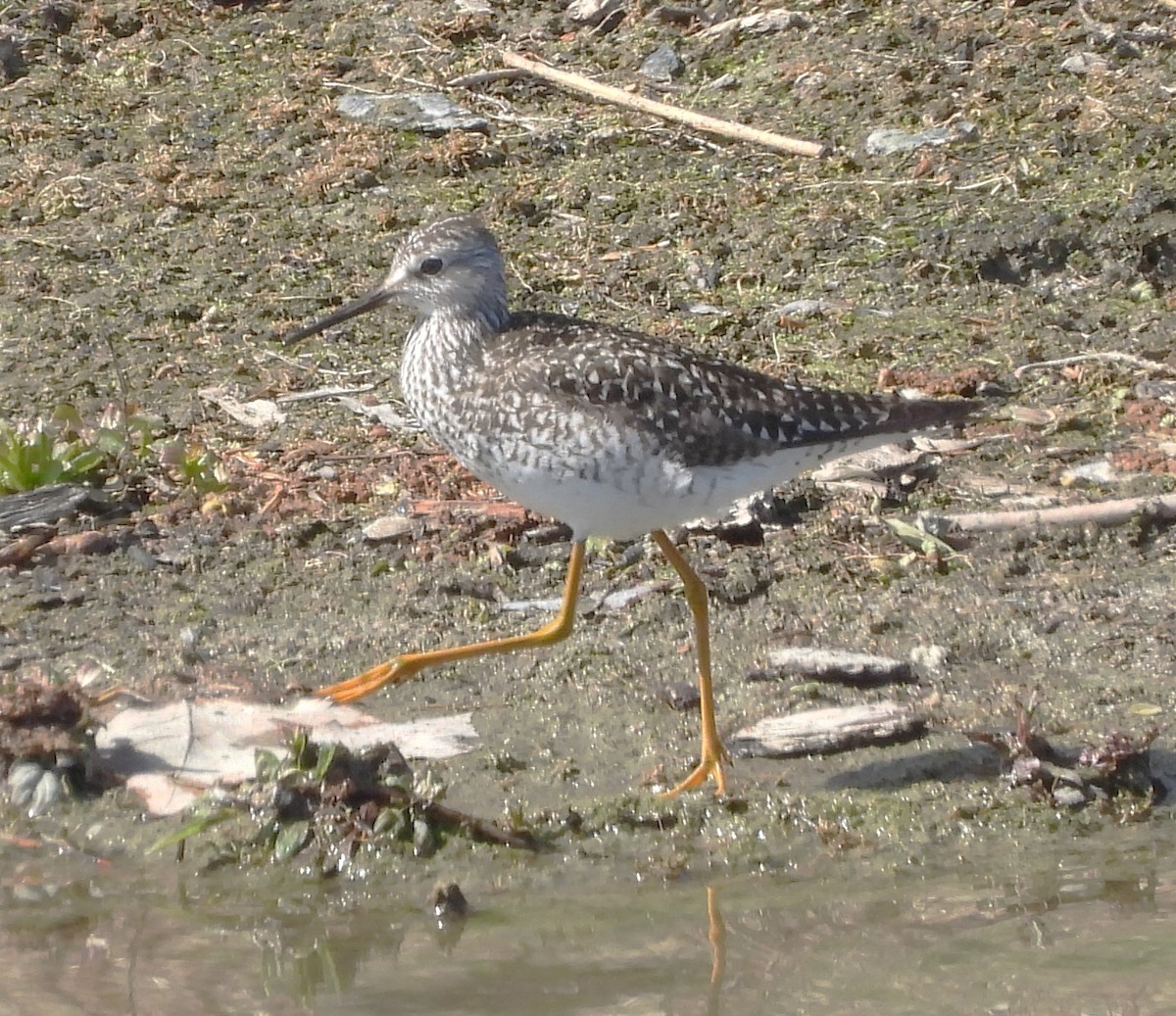 Lesser Yellowlegs - Reba and Allan Dupilka