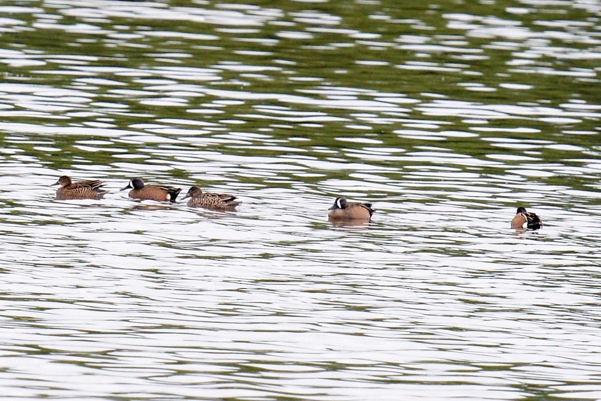 Blue-winged Teal - T Reed