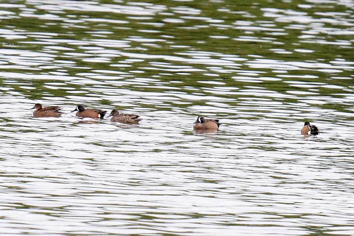 Blue-winged Teal - ML617850022