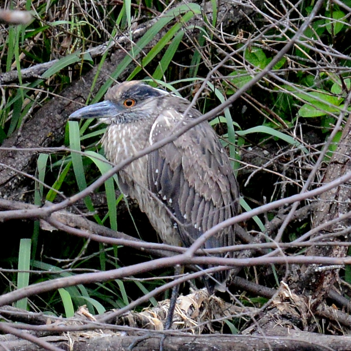 Yellow-crowned Night Heron - T Reed