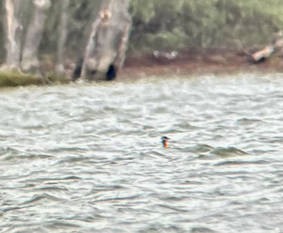 Red-necked Grebe - ML617850047