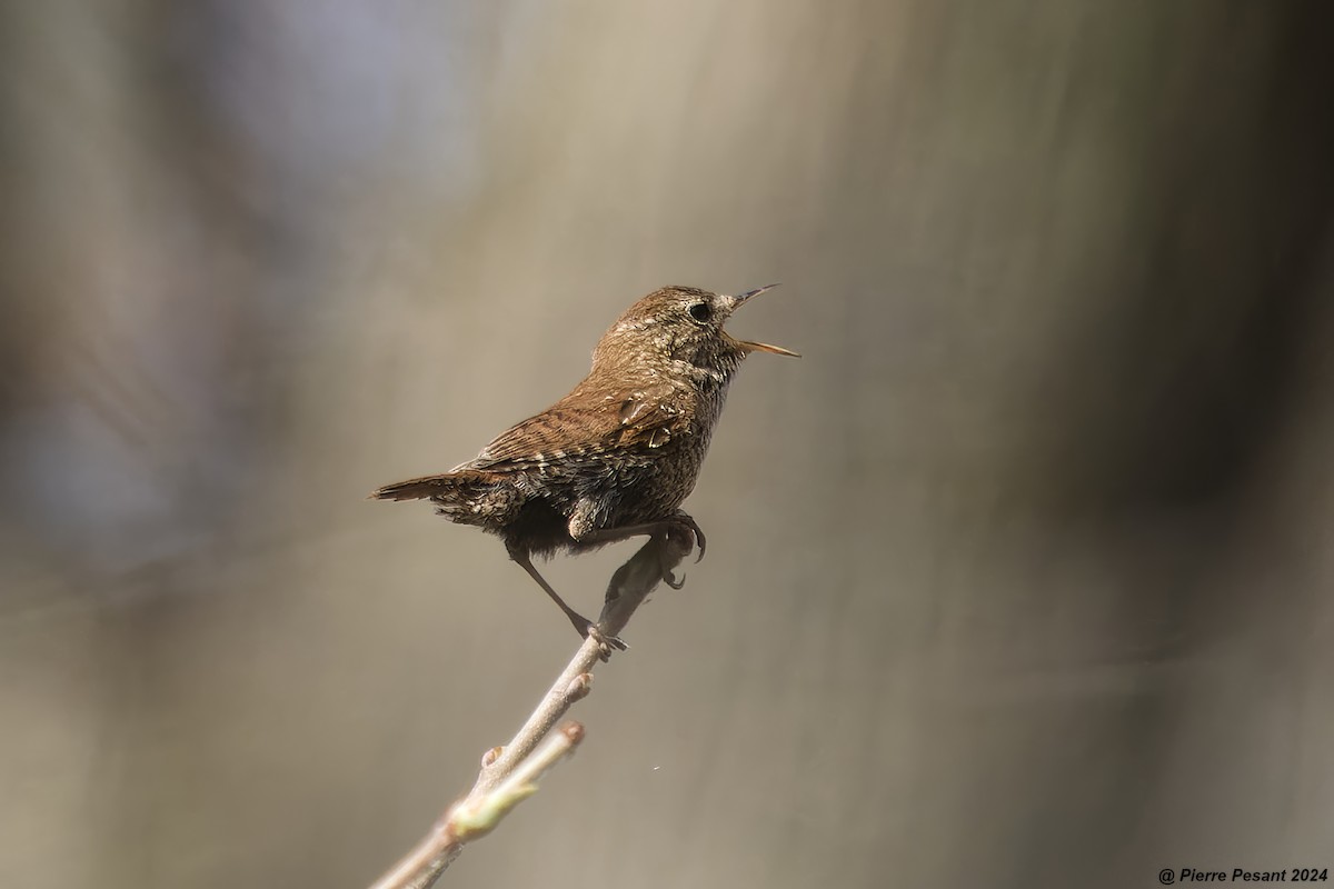 Winter Wren - ML617850138