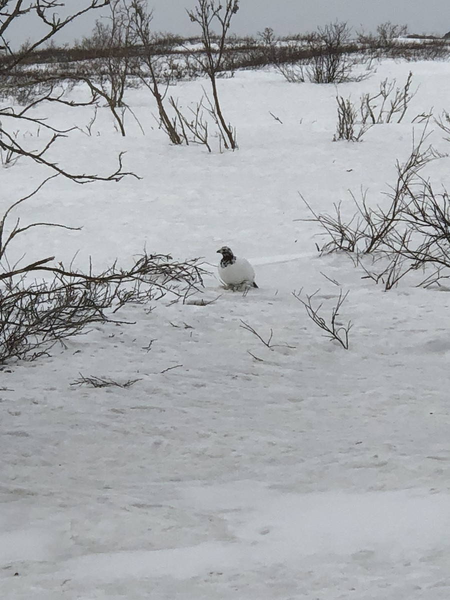 Willow Ptarmigan (Willow) - ML617850175