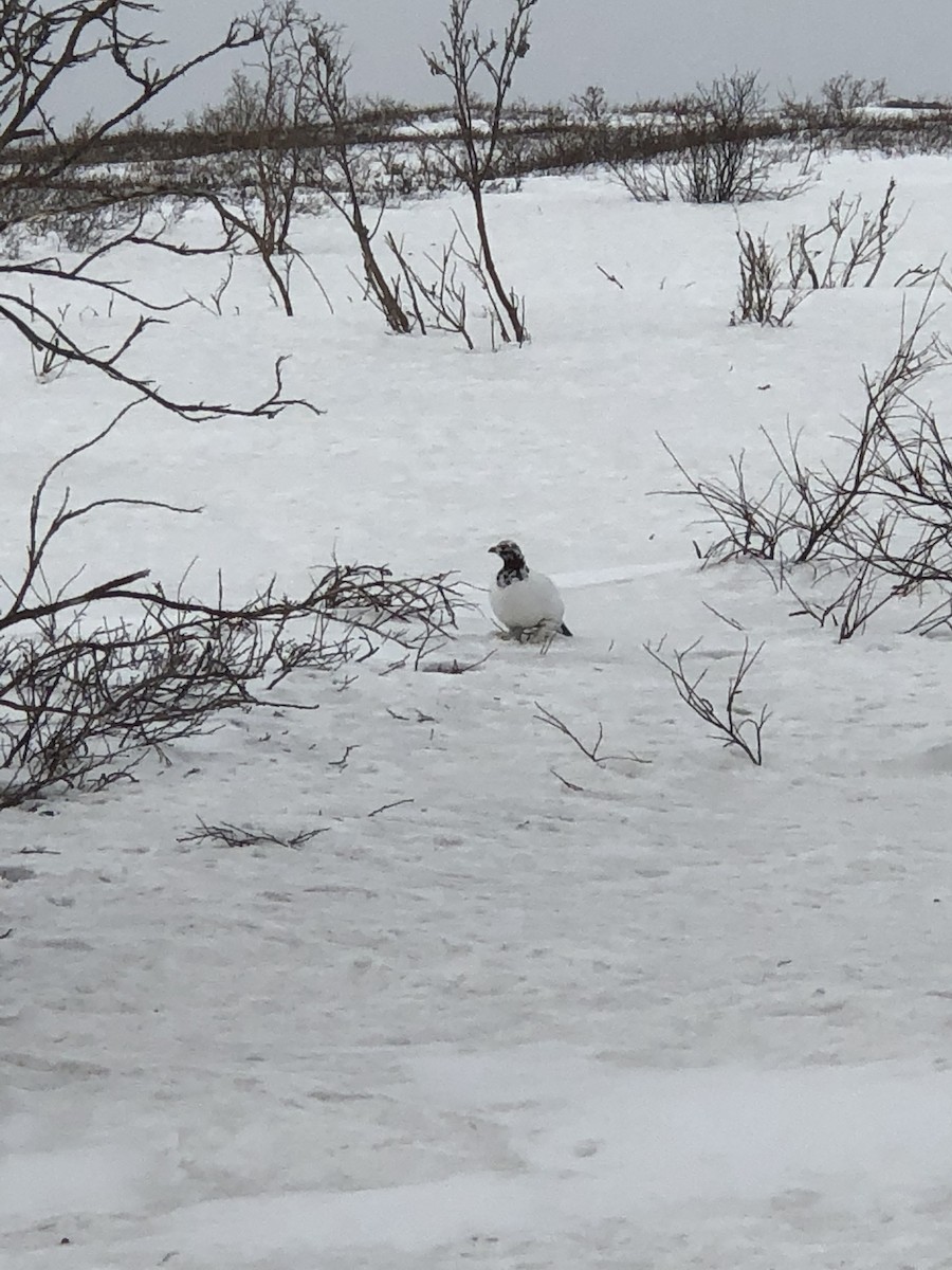 Willow Ptarmigan (Willow) - ML617850176