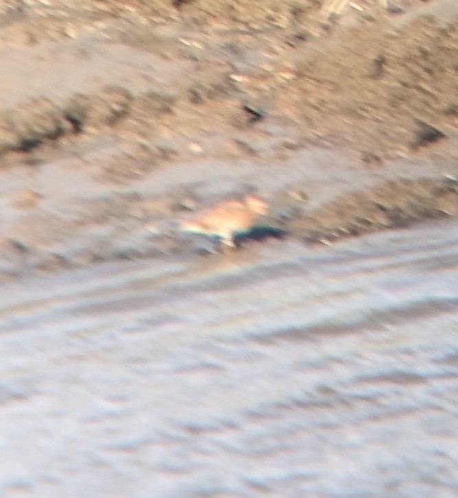 Pectoral Sandpiper - ML617850199