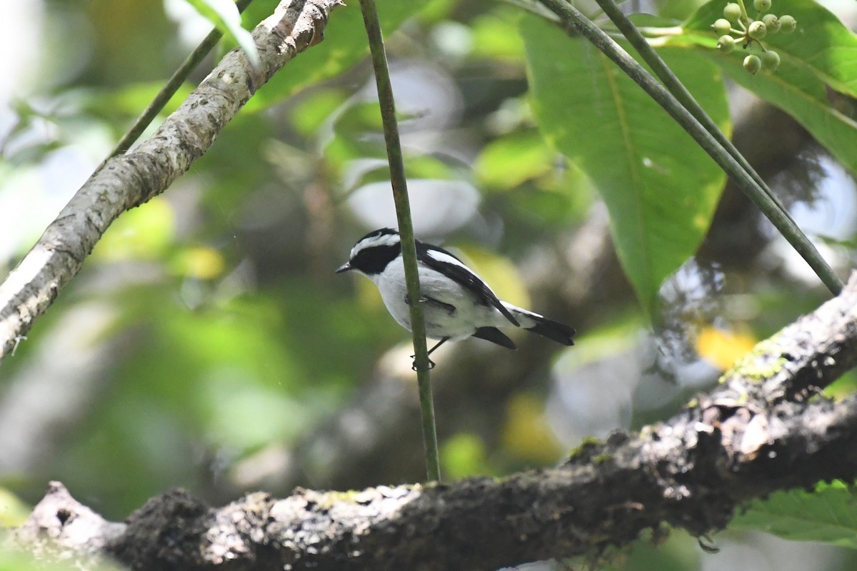 Little Pied Flycatcher - Tristan Jobin