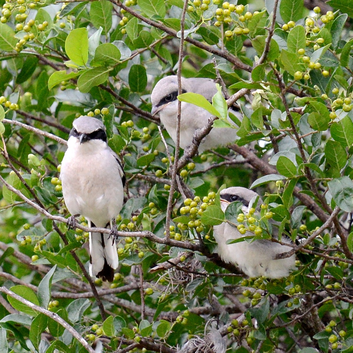 Loggerhead Shrike - T Reed