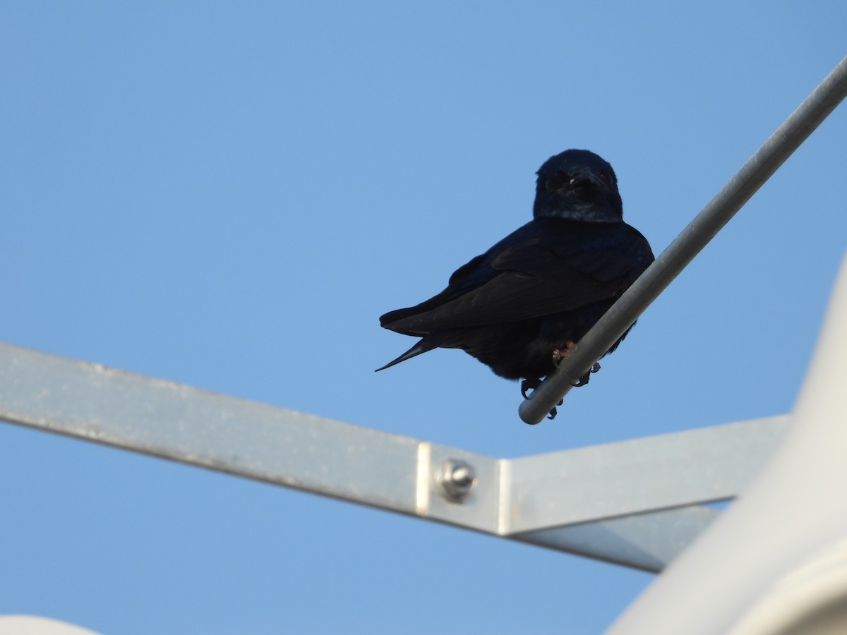 Purple Martin - Terry  Little