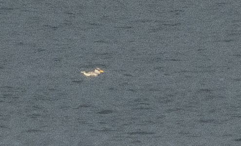 Red-billed Tropicbird - ML617850216