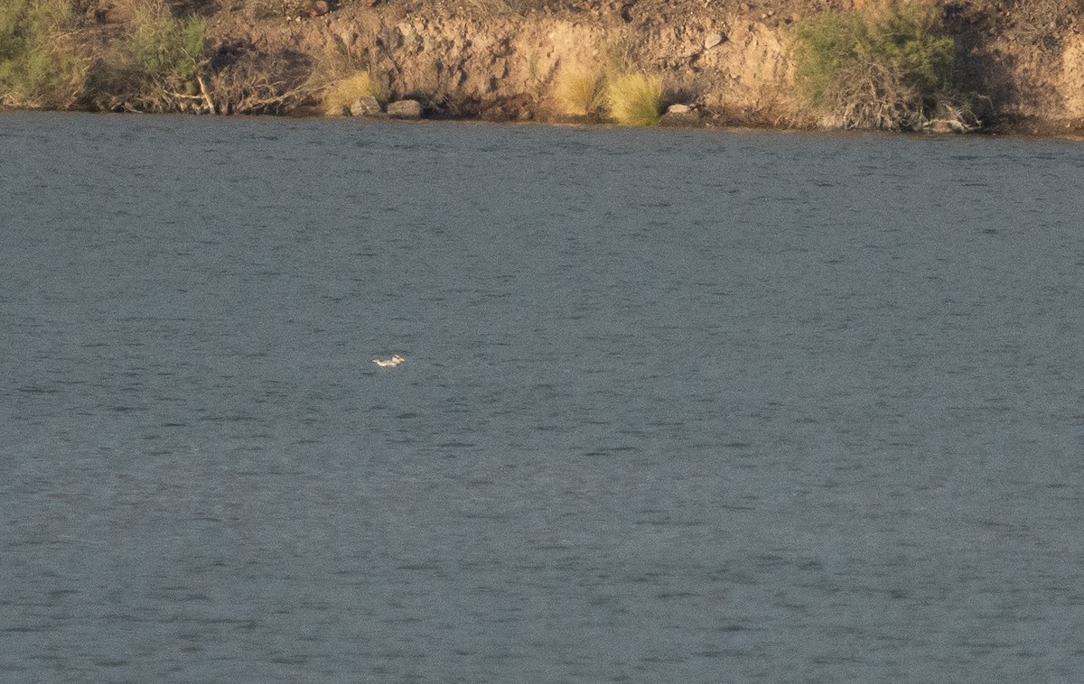 Red-billed Tropicbird - ML617850217