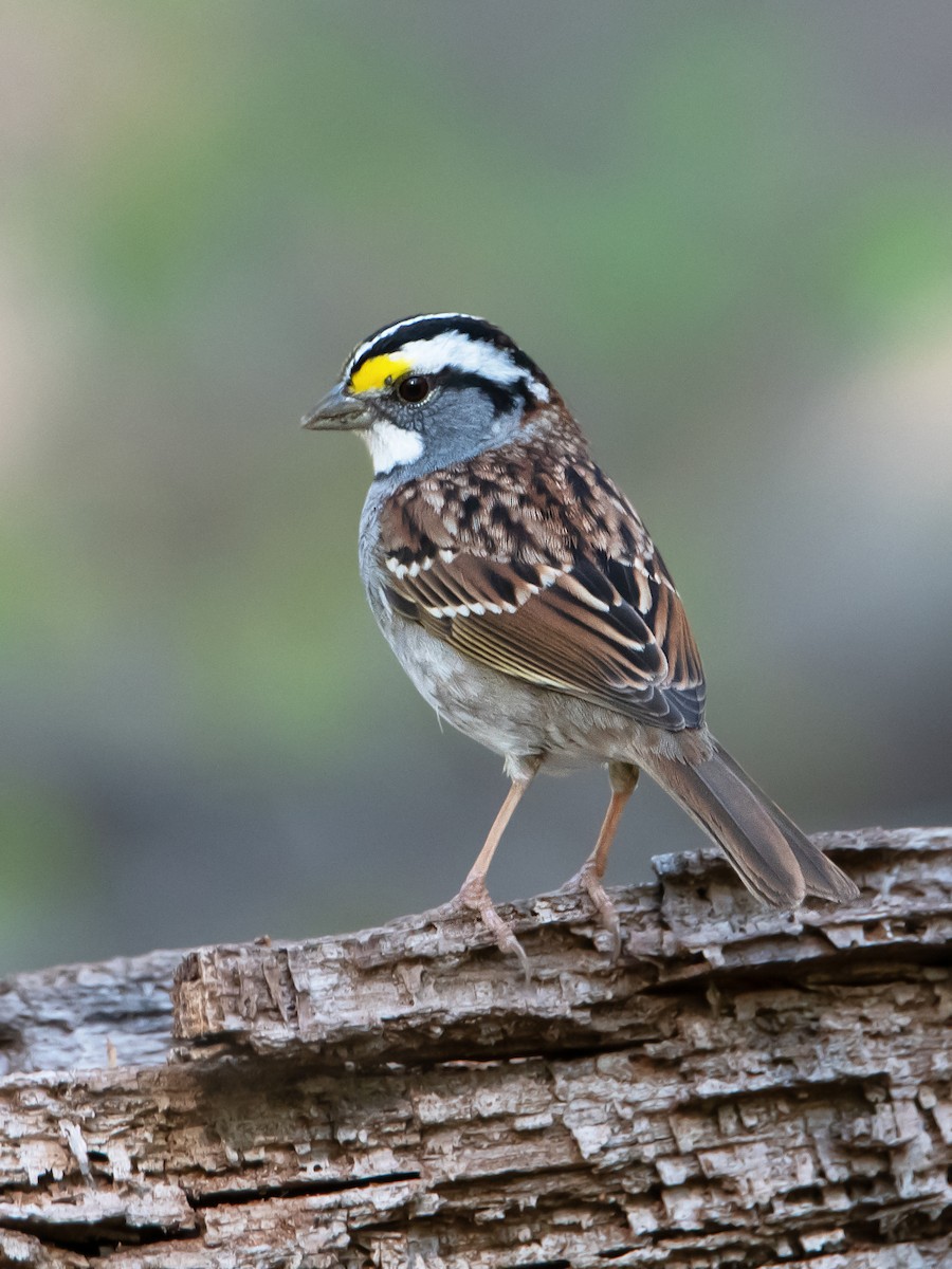 White-throated Sparrow - ML617850268
