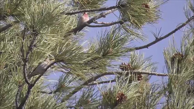 Cassin's Finch - ML617850319