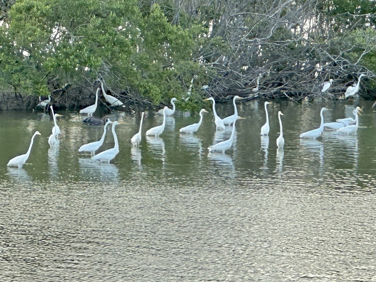 Great Egret - ML617850320