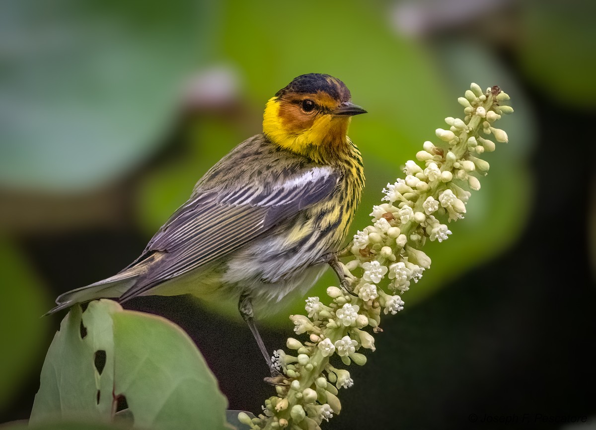 Cape May Warbler - ML617850321