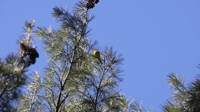 Pine Warbler - ML617850373