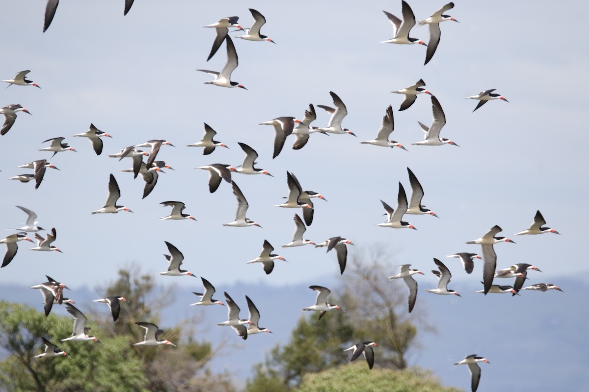 Black Skimmer - ML617850386