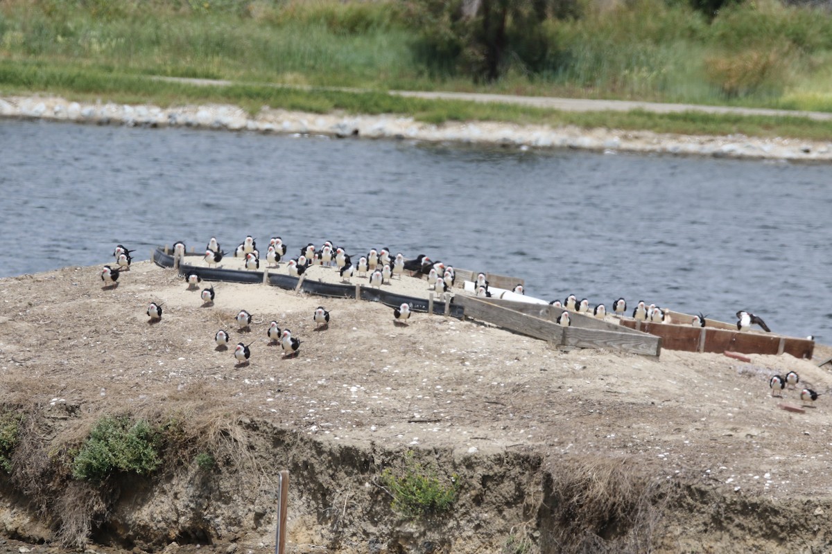 Black Skimmer - ML617850411