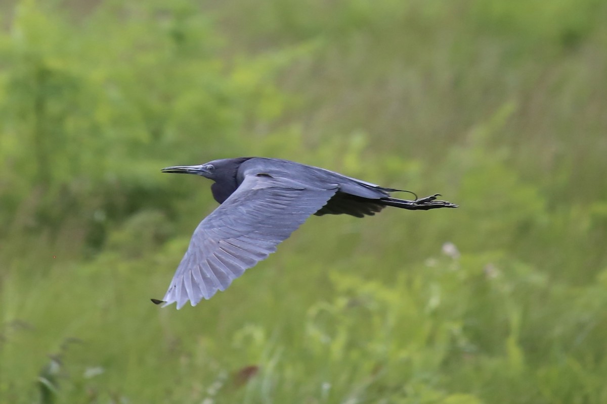 Little Blue Heron - ML617850434