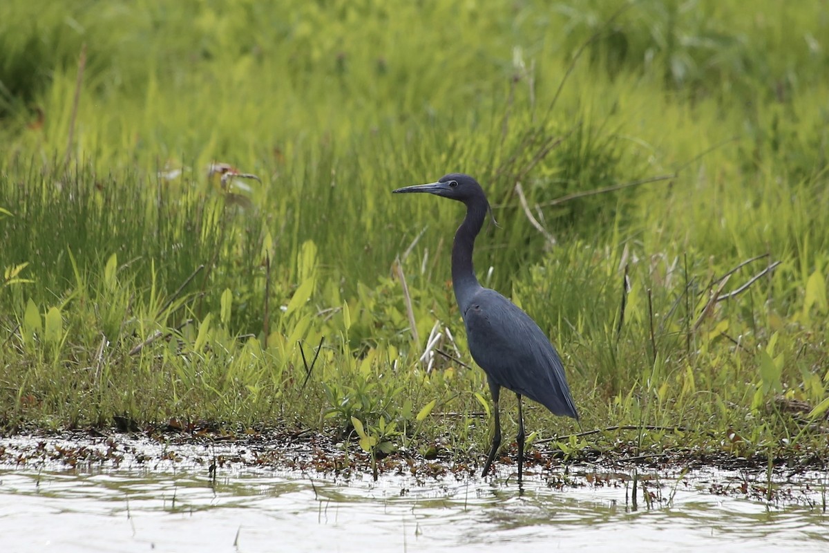 Little Blue Heron - ML617850435