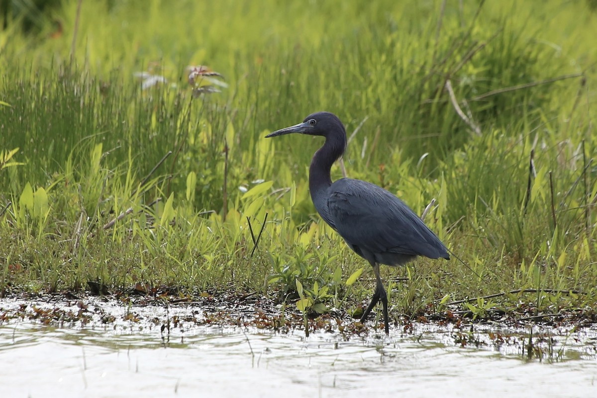 Little Blue Heron - ML617850436